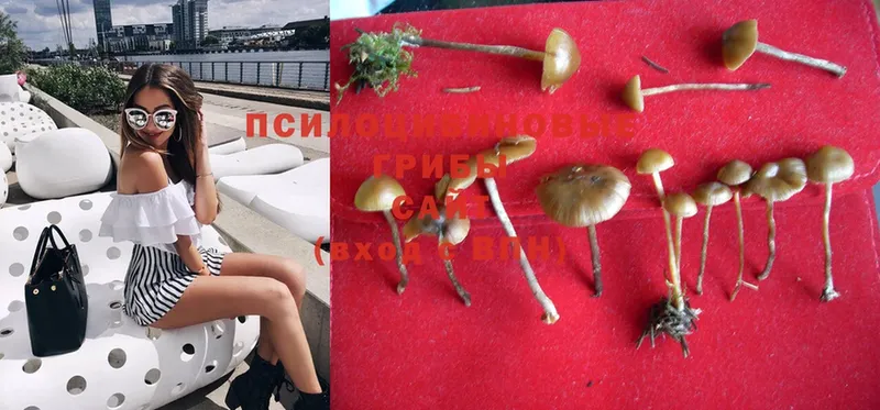 Псилоцибиновые грибы Psilocybe  Боровск 